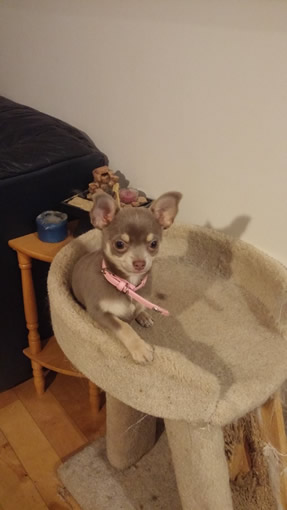 Chiot