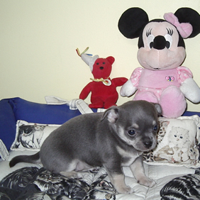 Chiot