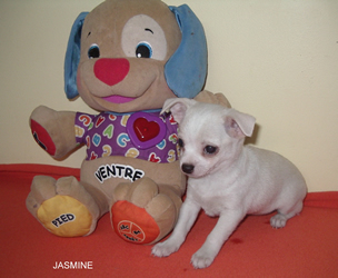 Chiot