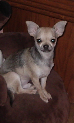 Chiot