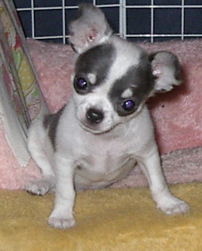 Chiot