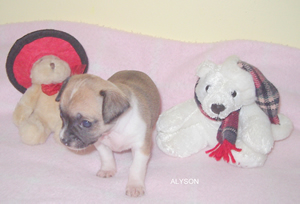 Chiot