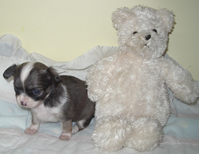 Chiot