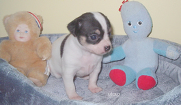 Chiot