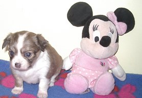 Chiot