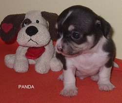 Chiot