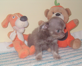 Chiot