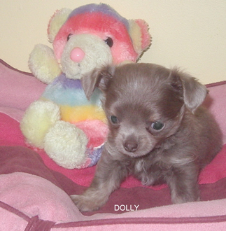Chiot