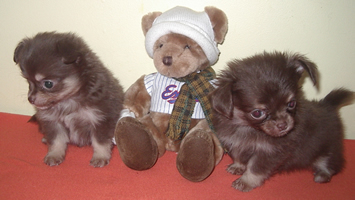 Chiot