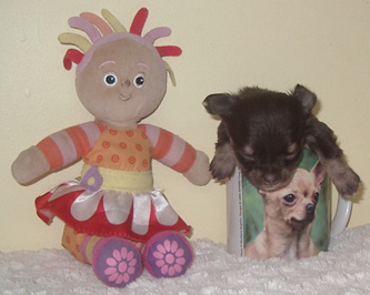Chiot