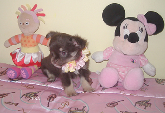 Chiot