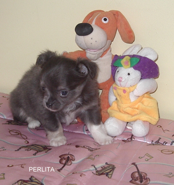 Chiot