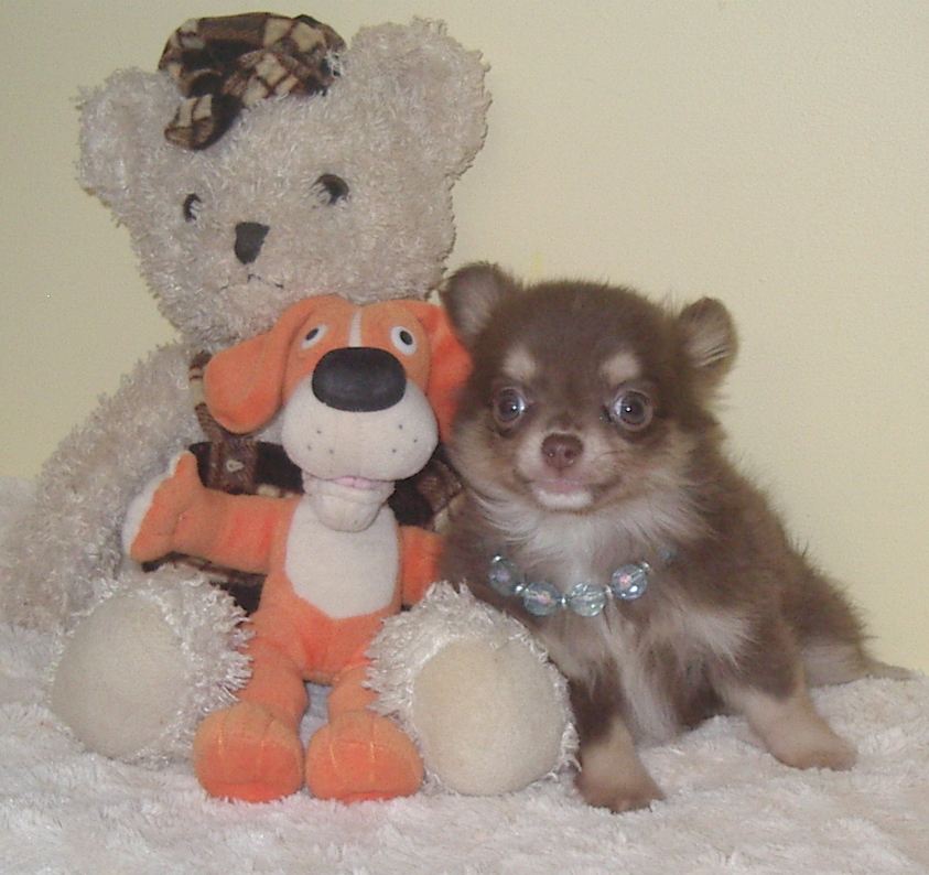 Chiot