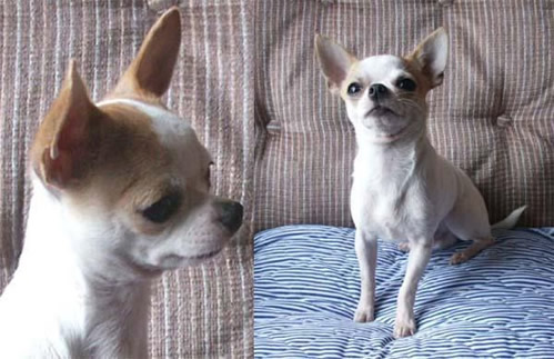 Chihuahua mâle Capitaine
