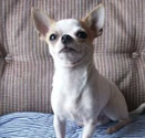 Chihuahua m&acirc;le reproducteur