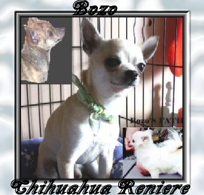 Chihuahua mâle Bozo