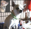 Chihuahua m&acirc;le Bozo