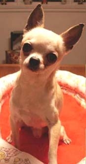 éleveur de chihuahua