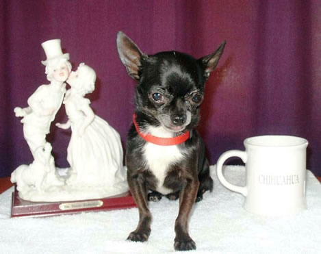 Éleveur de chihuahua