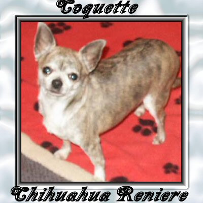 Coquette, femelle chihuahua