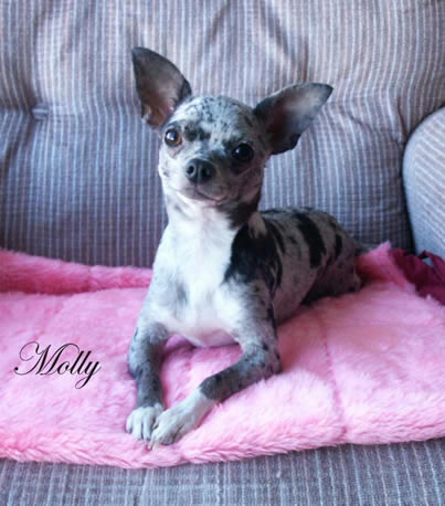Molly, chihuahua femelle