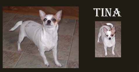 Tyna, chihuahua femelle