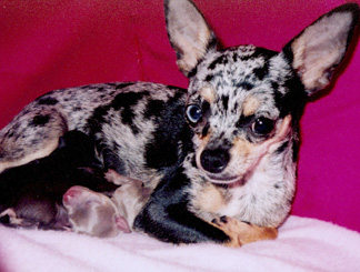 Zoé, chihuahua femelle