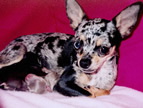 Pistache femelle reproductrice