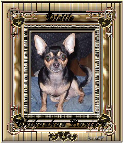 Didi, chihuahua femelle