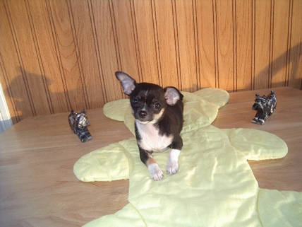 Tamari, chihuahua femelle